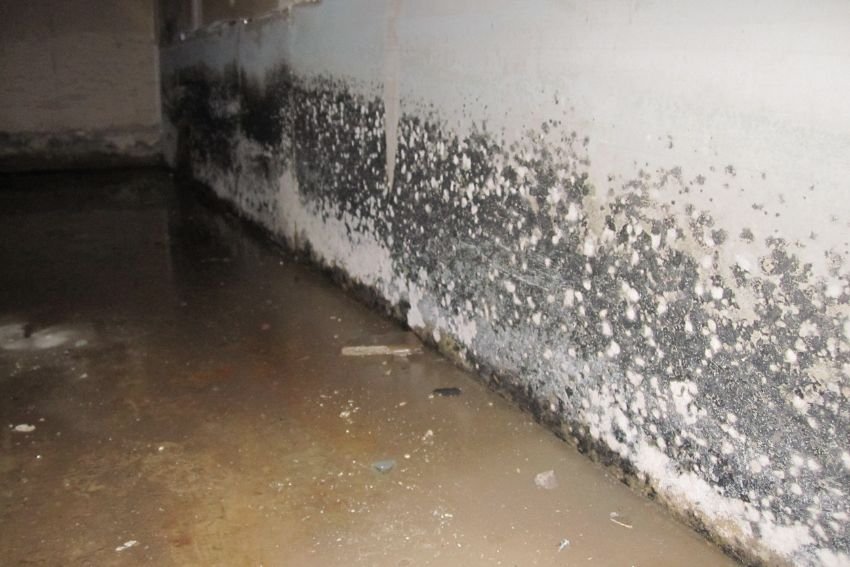Visible mold on a wall in a water-affected basement, illustrating the necessity for mold removal services in Las Vegas, NV.