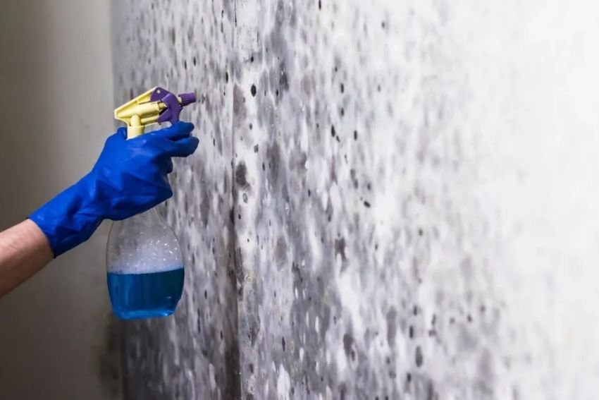 Individual wearing blue gloves sprays a moldy wall, illustrating a black mold removal service in Las Vegas, NV.